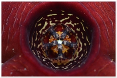 Caralluma truncatocoronata